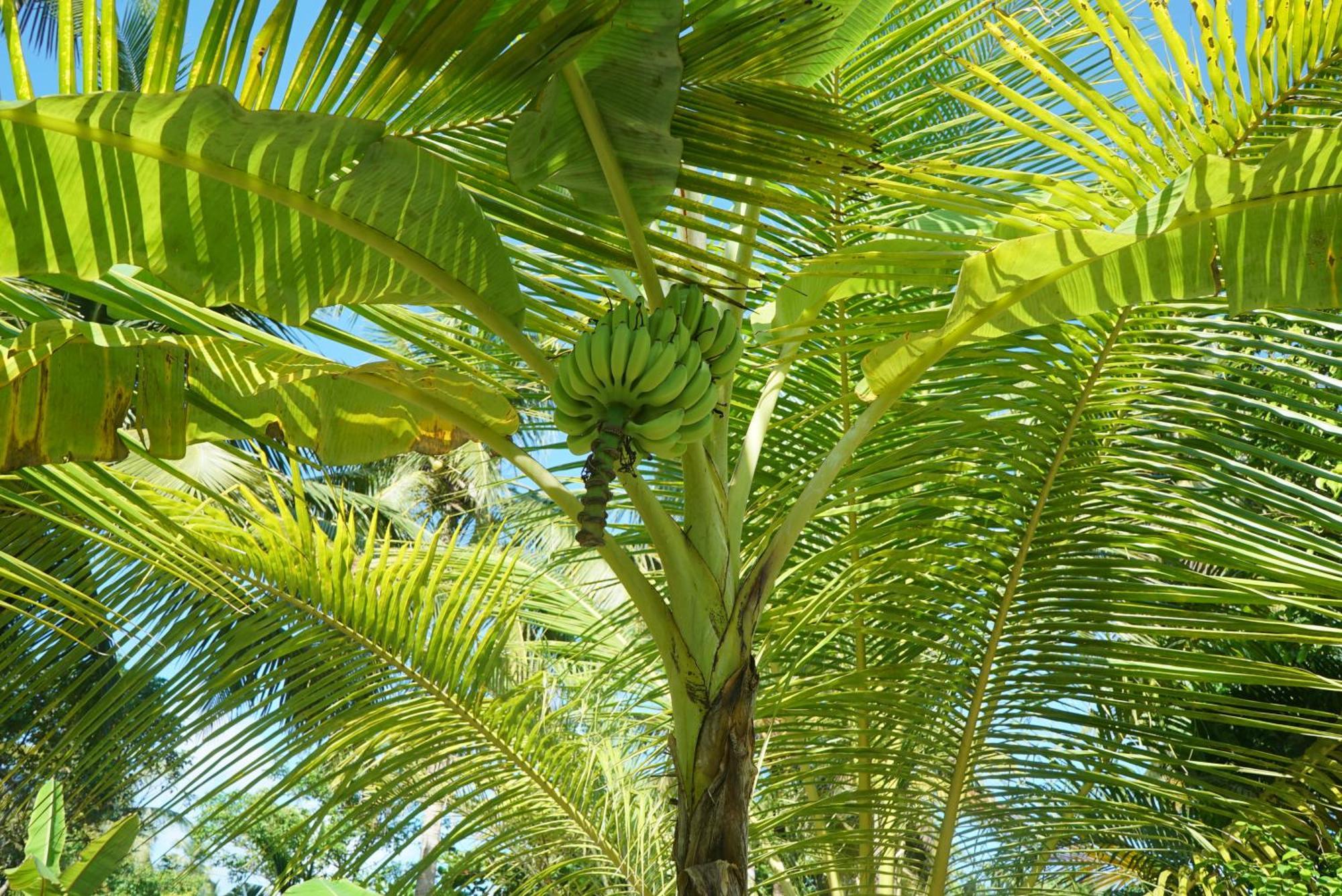 Red Coconut Villa Bentota Bagian luar foto